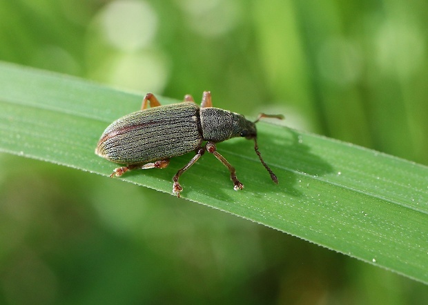 šupináčik Phyllobius