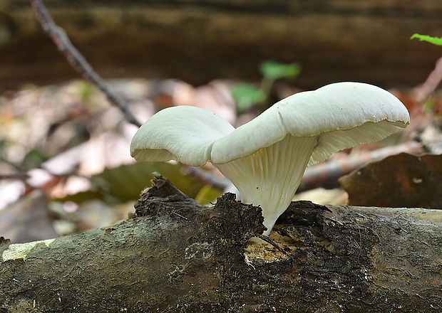 hliva lievikovitá Pleurotus cornucopiae (Paulet) Rolland