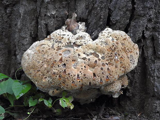 ryšavec slziaci Pseudoinonotus dryadeus (Pers.) T. Wagner & M. Fisch.