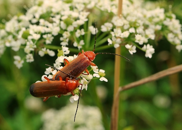 snehuľčík žltý Rhagonycha fulva