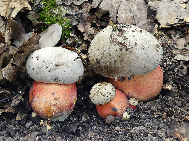 hríb Le Galovej Rubroboletus legaliae (Pilát & Dermek) Della Maggiora & Trassin.