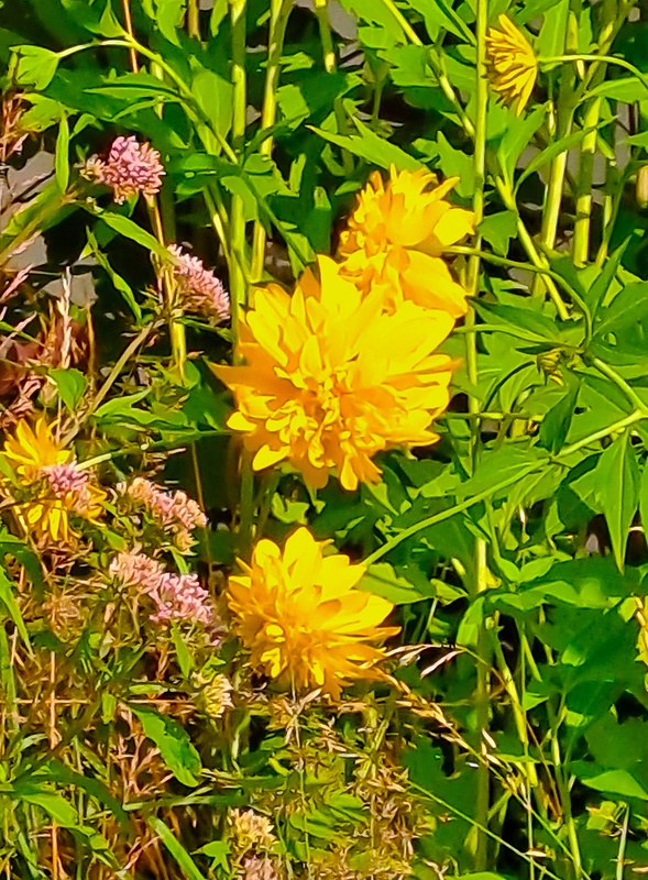 rudbekia strapatá Rudbeckia laciniata L.