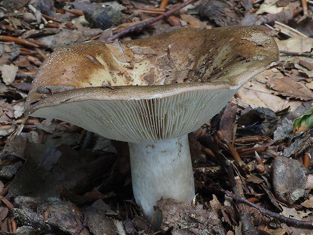 plávka čiernohnedá Russula anthracina Romagn.