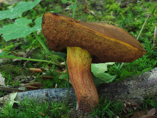 hríb zrnitohlúbikový Sutorius luridiformis (Rostk.) G. Wu & Zhu L. Yang