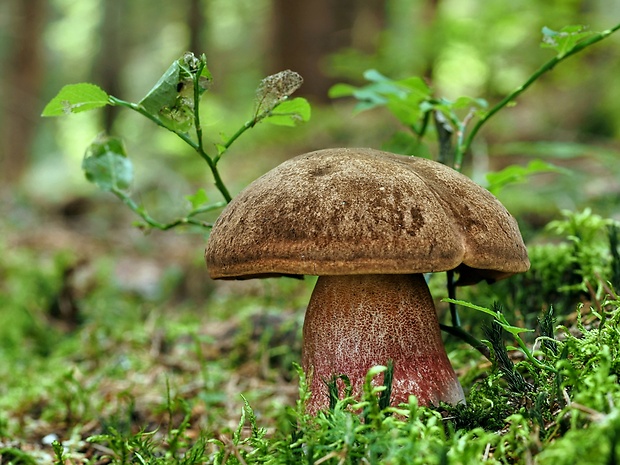 hríb zrnitohlúbikový Sutorius luridiformis (Rostk.) G. Wu & Zhu L. Yang