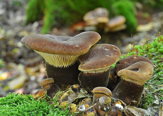 čechračka tmavohlúbiková Tapinella atrotomentosa (Batsch) Šutara