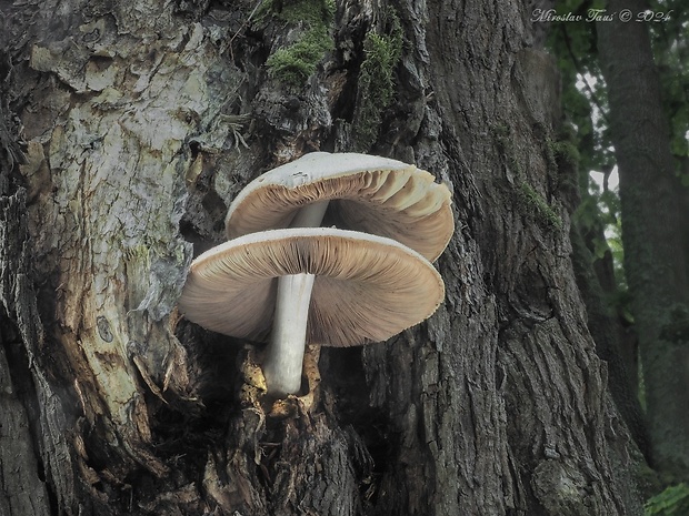 pošvovec stromový Volvariella bombycina (Schaeff.) Singer