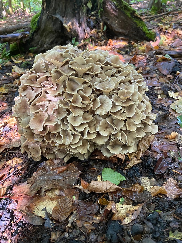 trúdnik klobúčkatý Polyporus umbellatus (Pers.) Fr.