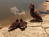 kačica divá - samica s mláďatami 