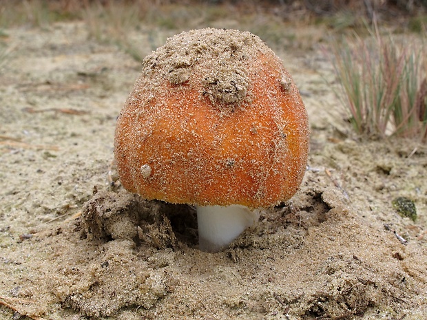 muchotrávka červená Amanita muscaria (L.) Lam.