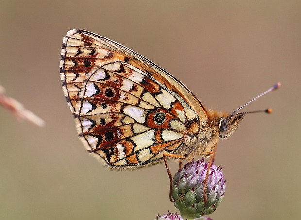 perlovec dvanásťškvrnný  Boloria selene