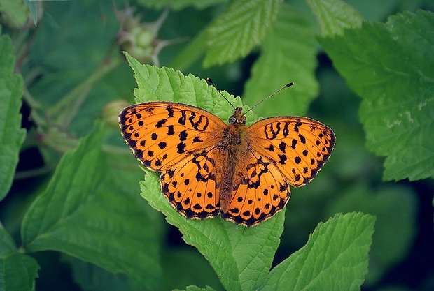 perlovec černicový (sk) / perleťovec ostružinový (cz) Brenthis daphne (Denis & Schiffermüller, 1775)