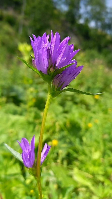 zvonček klbkatý Campanula glomerata agg. L.