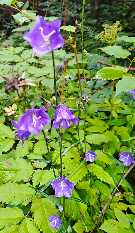 zvonček broskyňolistý Campanula persicifolia L.