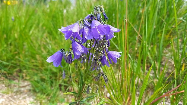 zvonček hrubokoreňový Campanula serrata (Kit. ex Schult.) Hendrych