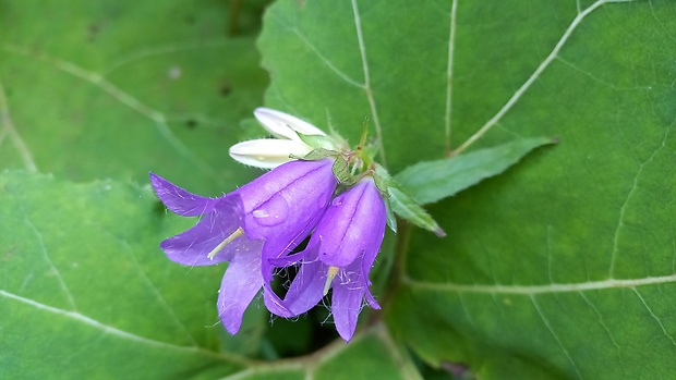 zvonček pŕhľavolistý Campanula trachelium L.