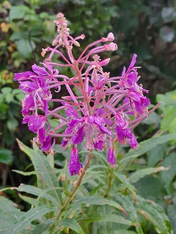 kyprina úzkolistá Chamerion angustifolium (L.) Holub