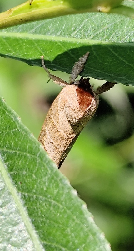 chochlatka hnedoškvrnná  Clostera curtula