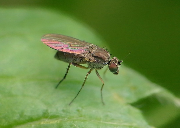 dlhonôžka Hercostomus chetifer (Walker, 1849)