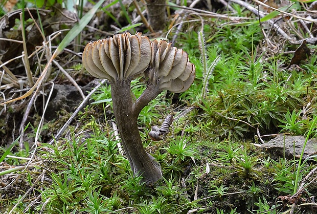 lúčnica ovčia Hygrocybe ovina (Bull.) Kühner