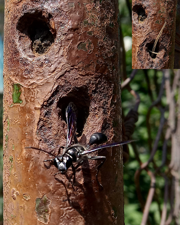 kutavka  Isodontia mexicana  (de Saussure, 1867)