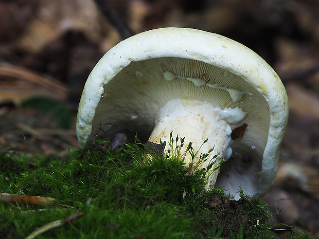 rýdzik zelenejúci Lactifluus glaucescens (Crossl.) Verbeken