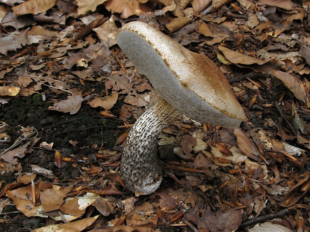 kozák sosnový Leccinum vulpinum Watling