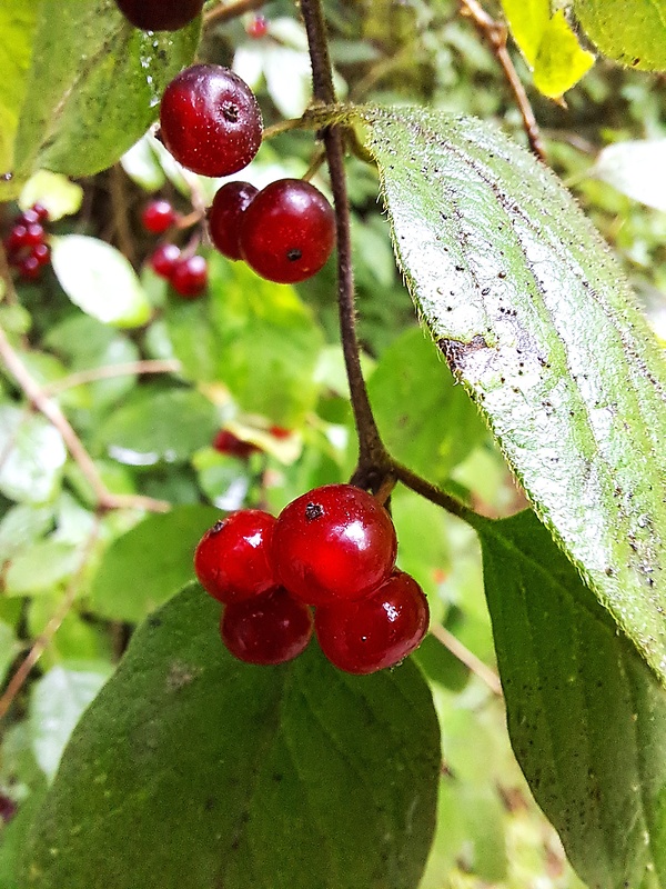 zemolez obyčajný Lonicera xylosteum L.