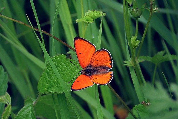 ohniváčik veľký (sk) / ohniváček černočárný (cz) Lycaena dispar (Haworth, 1802)