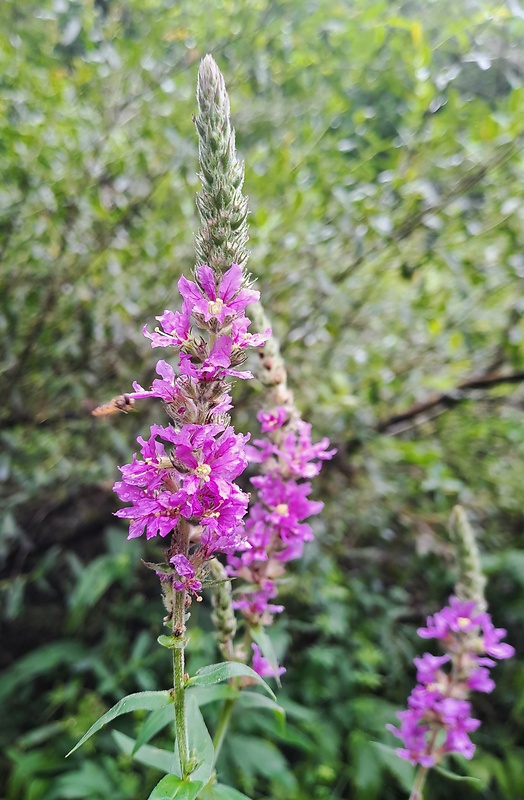 vrbica vŕbolistá Lythrum salicaria L.