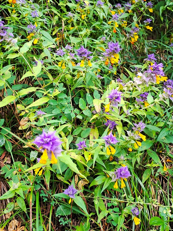 čermeľ hájny Melampyrum nemorosum L.