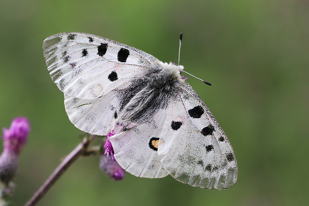 jasoň červenooký  Parnassius apollo