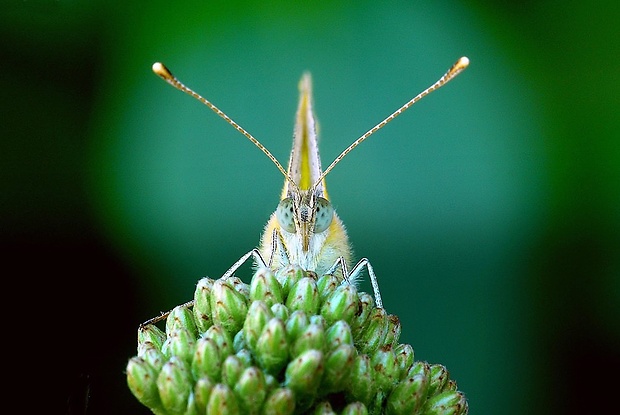 mlynárik repový (sk) / bělásek řepový (cz) Pieris rapae (Linnaeus, 1758)