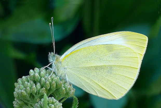 mlynárik repový (sk) / bělásek řepový (cz) Pieris rapae (Linnaeus, 1758)