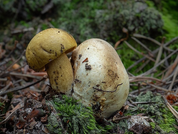 suchohríb cudzopasný Pseudoboletus parasiticus (Bull.) Šutara