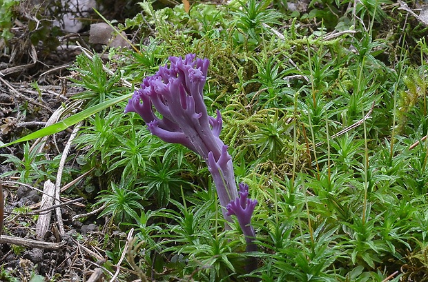 pastrapačka fialová Ramariopsis pulchella (Boud.) Corner