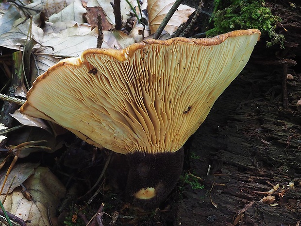 čechračka tmavohlúbiková Tapinella atrotomentosa (Batsch) Šutara