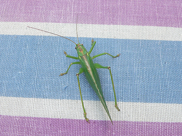 kobylka zelená  Tettigonia viridissima