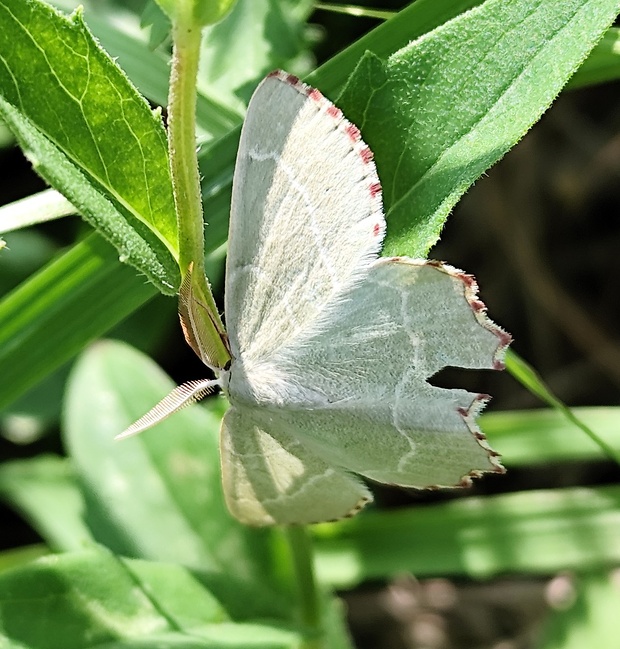 piadivka dúšková  Thalera fimbrialis