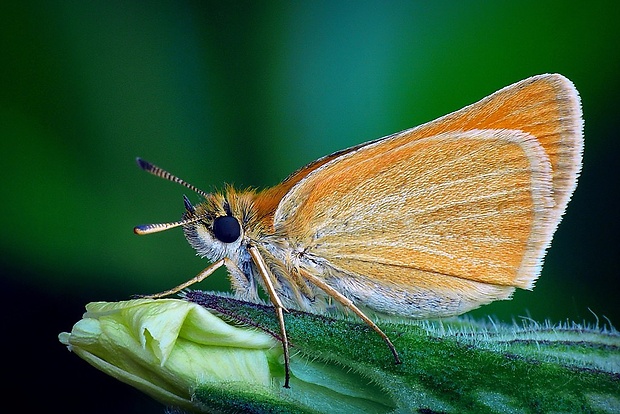 súmračník čiarkový (sk) / soumračník čárečkovaný (cz) Thymelicus lineola (Ochsenheimer, 1808)