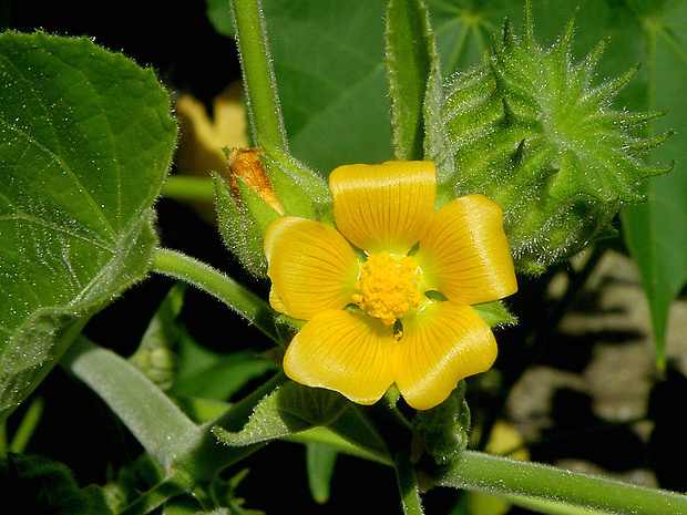 podslnečník theofrastov Abutilon theophrasti Medik.