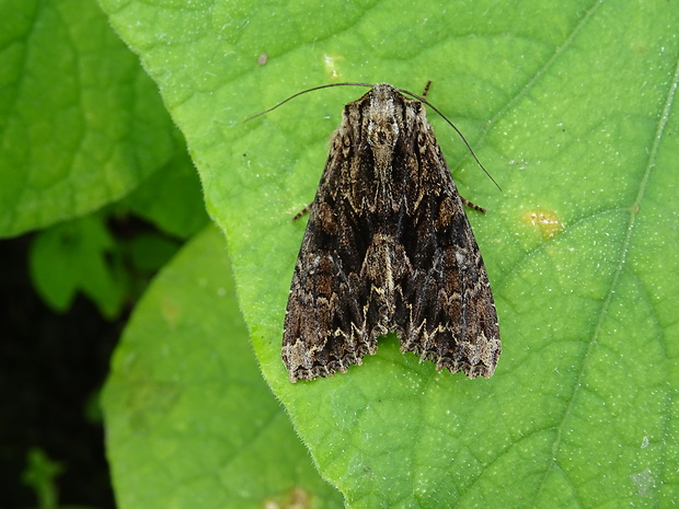 sivkavec trávový Apamea monoglypha