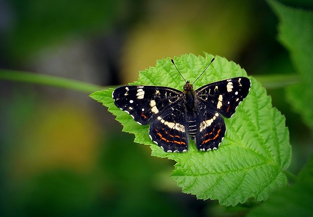 babôčka sieťkovaná (sk) / babočka síťkovaná (cz) Araschnia levana (Linnaeus, 1758)