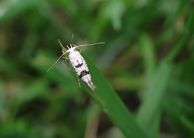 priadzovček jabloňový (sk) / molovka jabloňová (cz) Argyresthia curvella (Linnaeus, 1761)