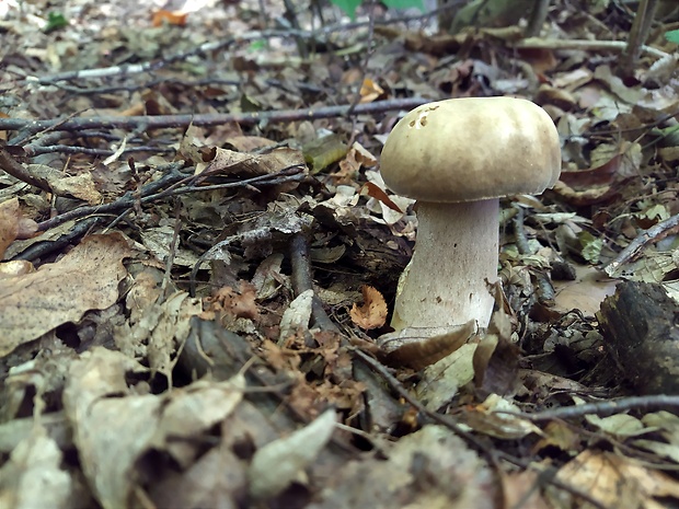 hríb dubový Boletus reticulatus Schaeff.