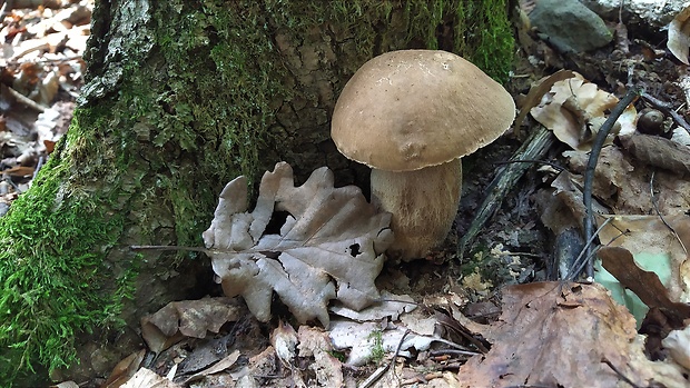 hríb dubový Boletus reticulatus Schaeff.