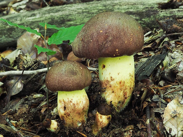 hríb príveskatý Butyriboletus appendiculatus (Schaeff. ex Fr.) Secr.