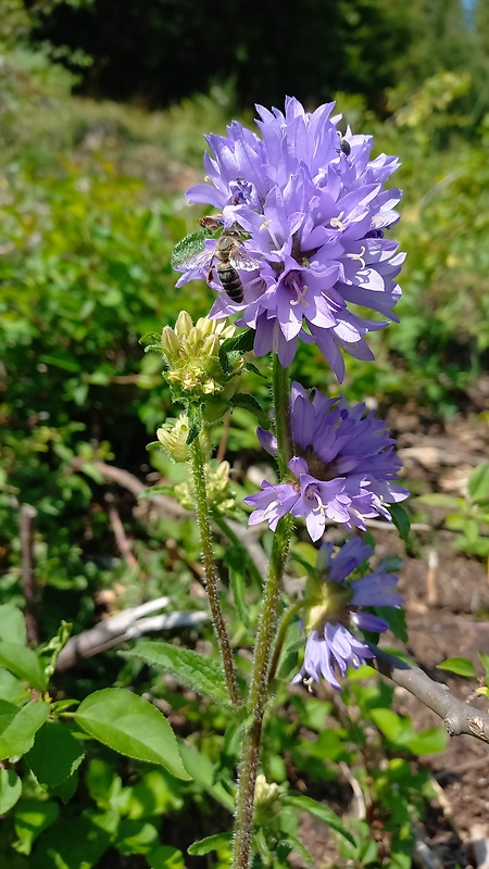 zvonček hrdlohojový Campanula cervicaria L.