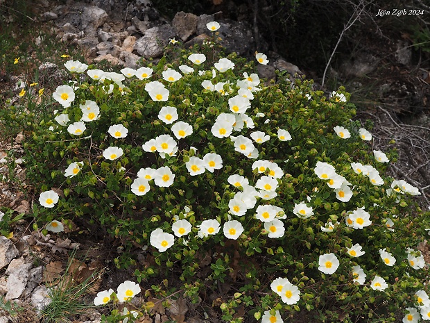 cistus šalviolistý Cistus salviifolius L.