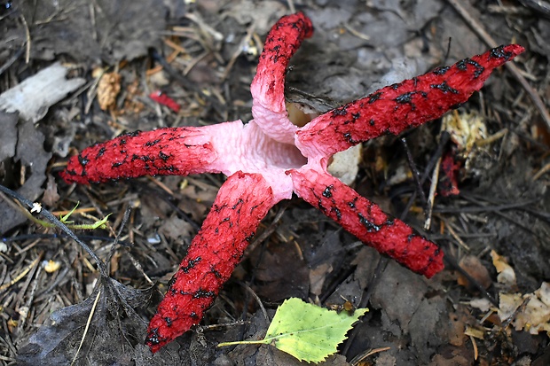 mrežovka kvetovitá Clathrus archeri (Berk.) Dring